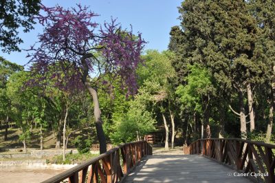 Yıldız Parkı'ndaki Köprü ve Erguvan Ağacı